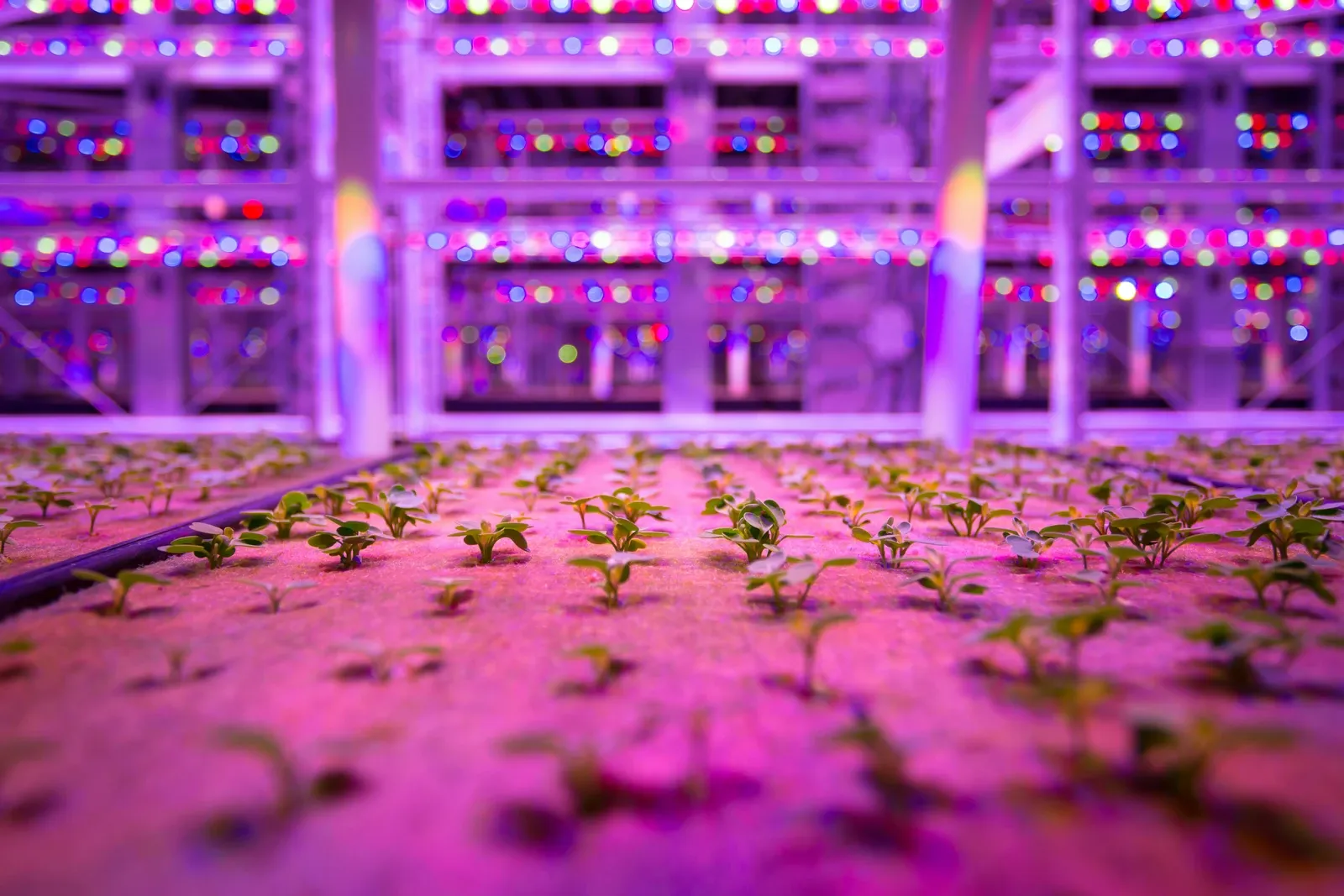 Rows of seedlings growing under red, blue, and white LED grow lights on a vertical
farming rack.