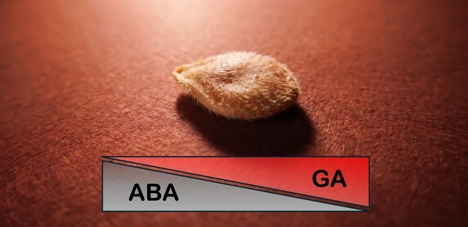 A single seed on a red-lit surface, above a diagram showing the balance between
abscisic acid (ABA) and gibberellins (GA) shifting toward GA under red light.