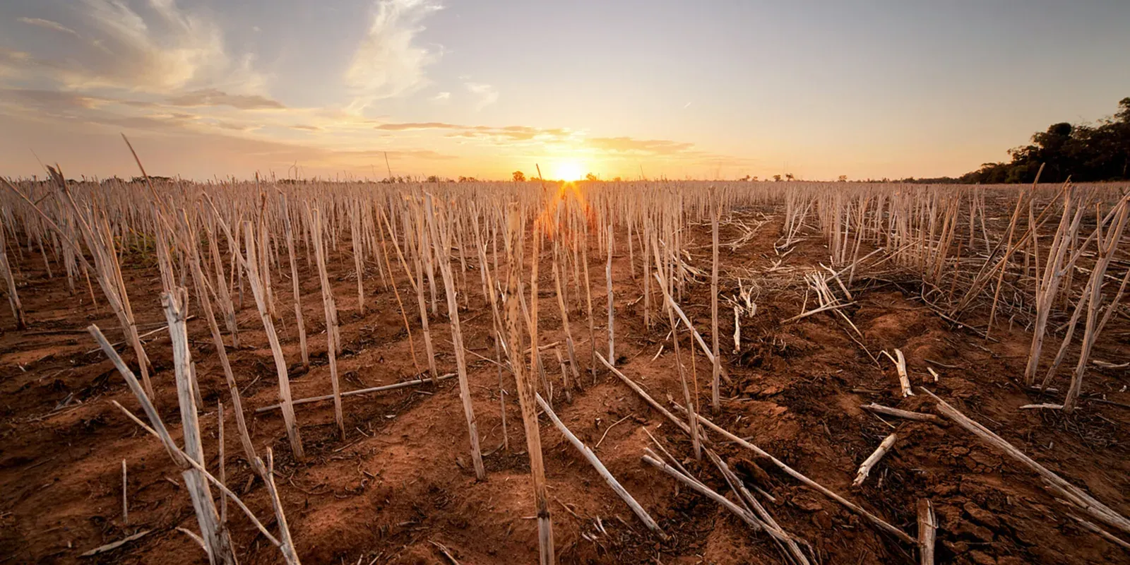 A drought-stricken field of dead crop stalks in cracked, dry soil at sunset.