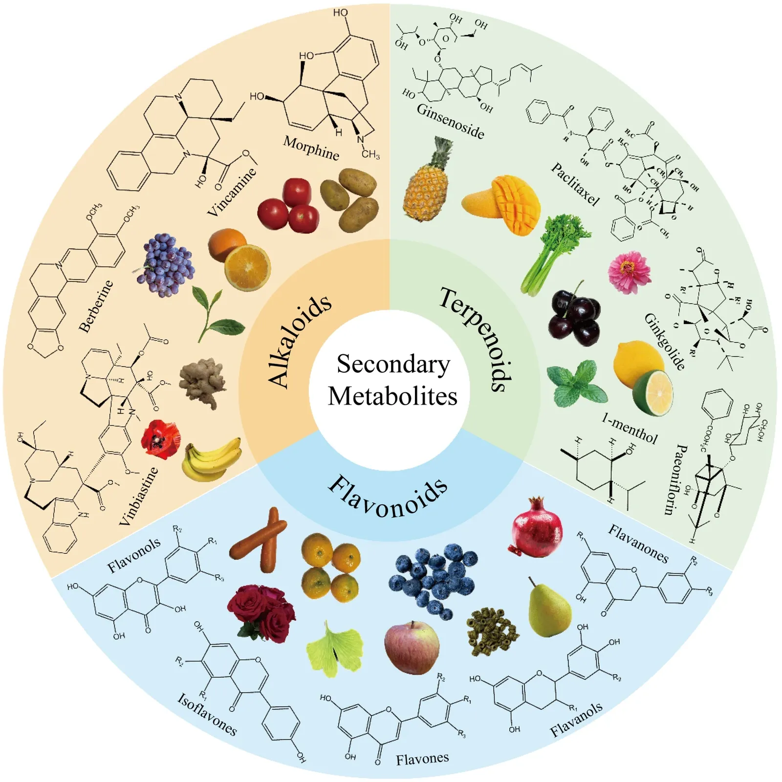 Wheel diagram of plant secondary metabolites grouped into alkaloids, terpenoids, and
flavonoids, each shown with example compounds, chemical structures, and the fruits,
vegetables, and other foods that carry them.