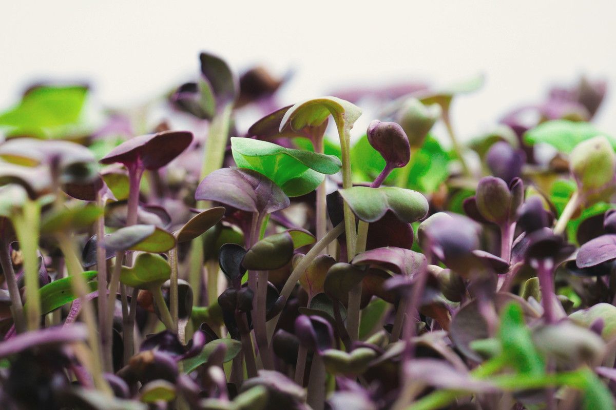 Dense microgreens seedlings, purple and green cotyledons on pale stems, seen close and at eye level.