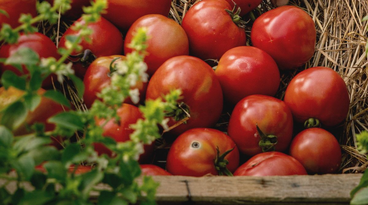 A wooden crate packed with ripe red tomatoes on straw, with basil growing at the edge of the frame.