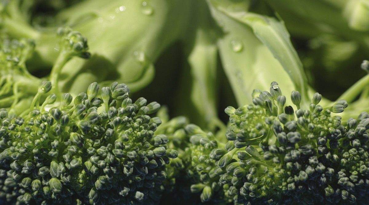 Close-up of broccoli floret buds beaded with water droplets, leaves softly out of focus behind them.